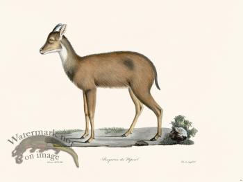 Cuvier 046 Nerol Ibex